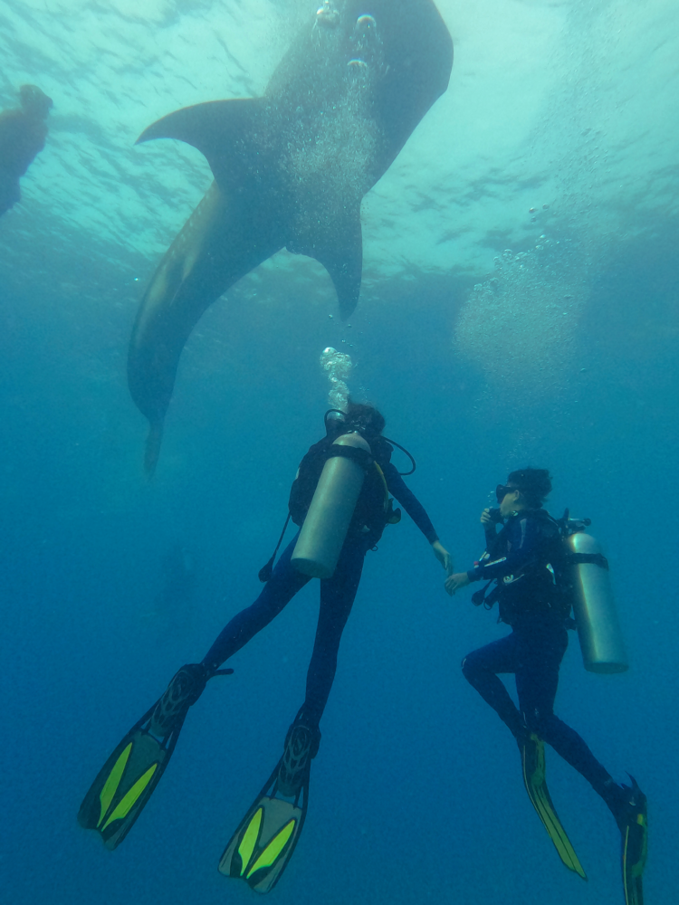 4 reasons Why You Should Think Twice Before Visiting Oslob for Whale Sharks