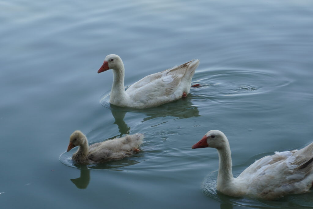 Two adult ducks and one baby duck swimming in the lake