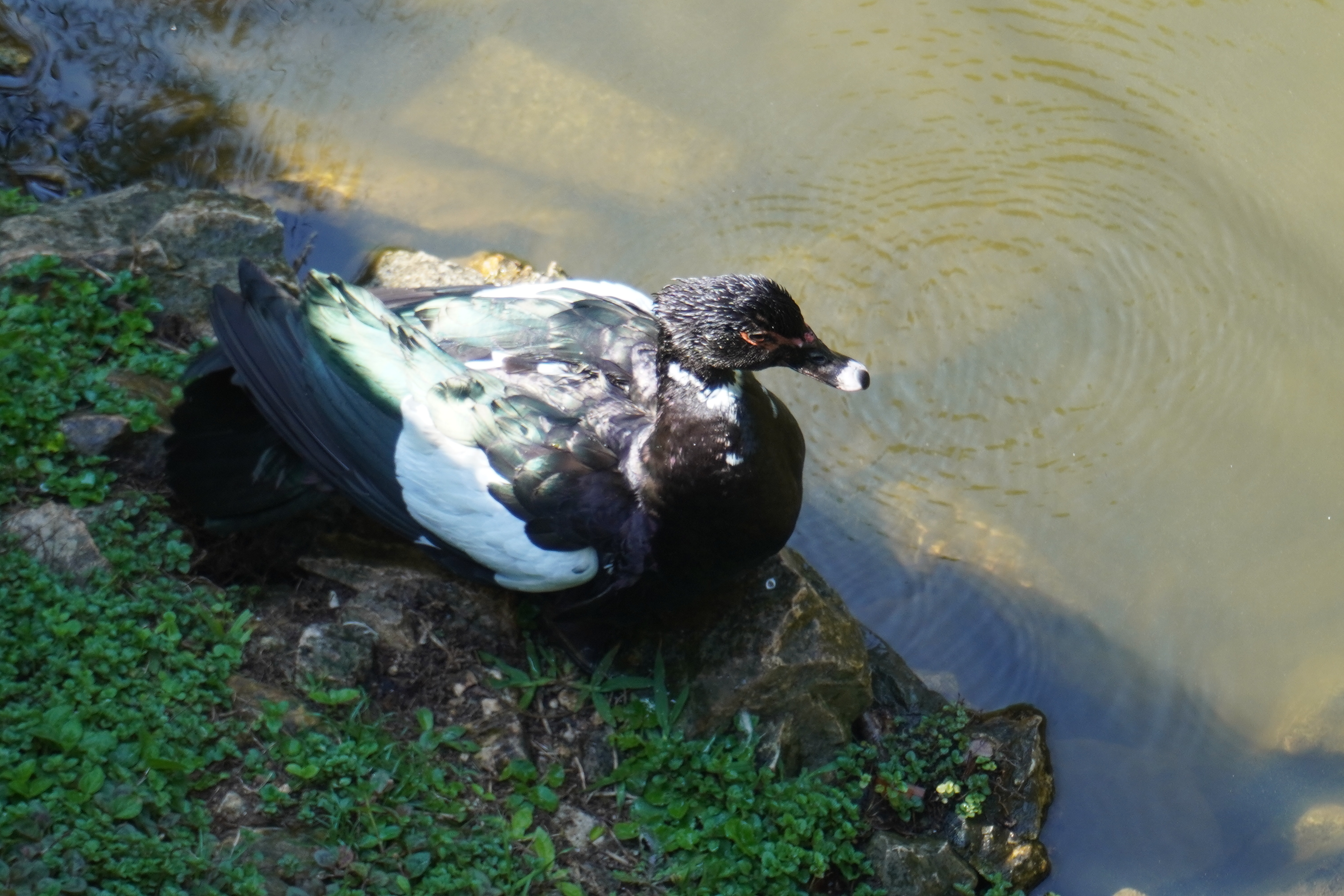 Black and white duck sitting in the grass by the lake at Opera de Arame