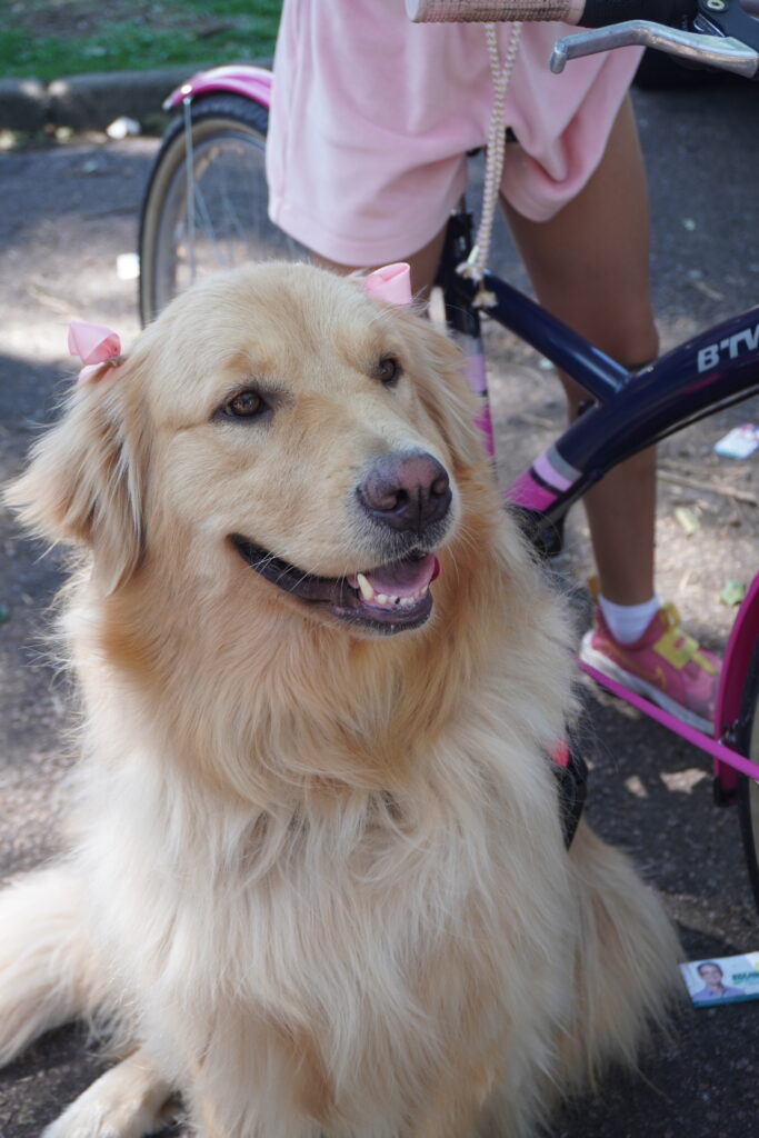 Golden retriever dog with pink bows above its ears