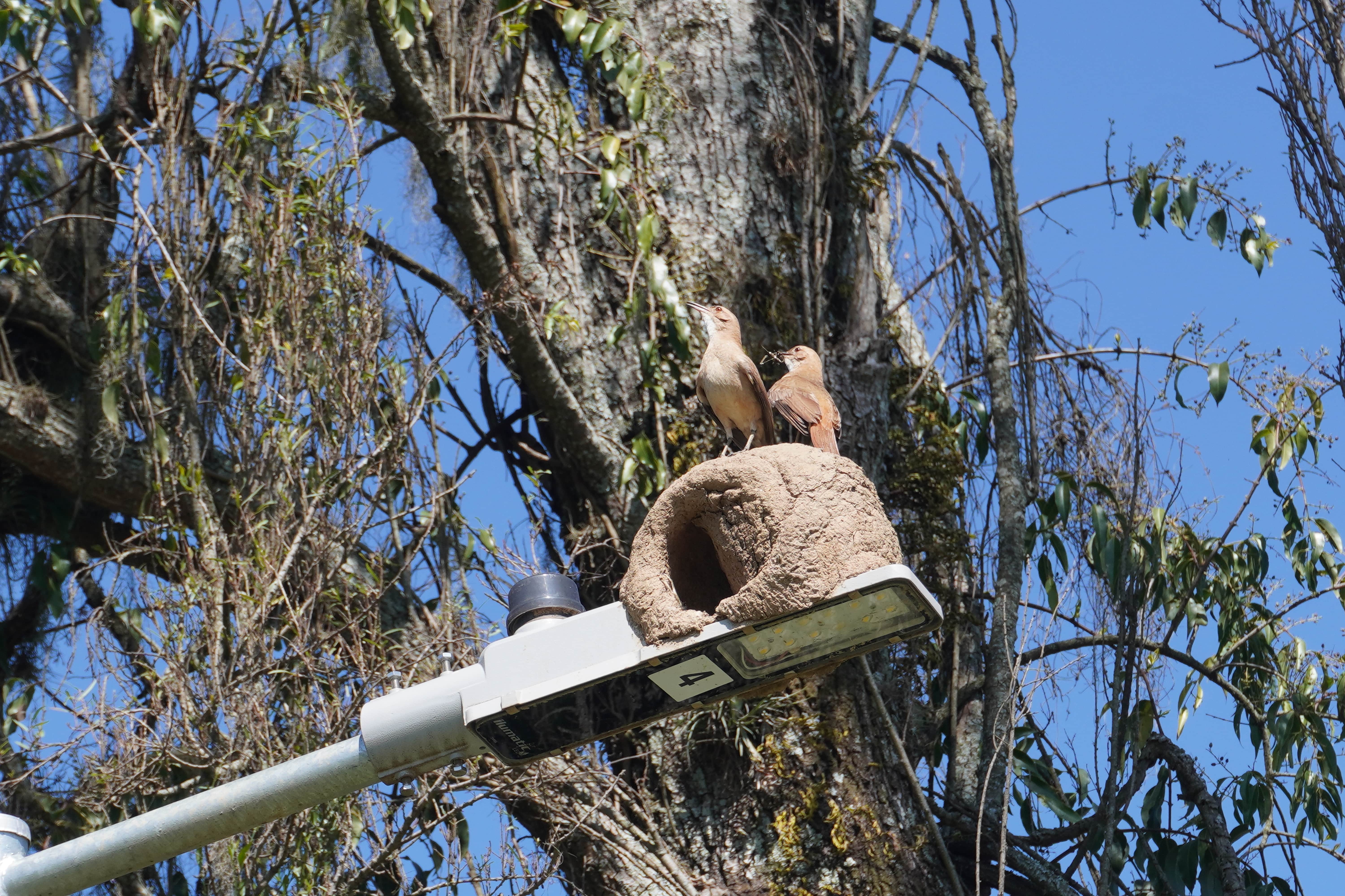 Ornit oven-bird, one of South America's most beloved birds, in its clay nest on top of a light pole at Parque Barigui