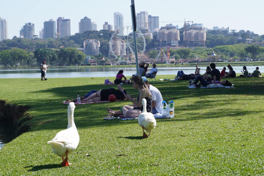 Two ducks walking amongst picnickers at Parque Barigui