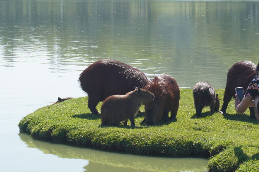 Five Capybaras of different ages and sizes hanging out at Parque Barigui.