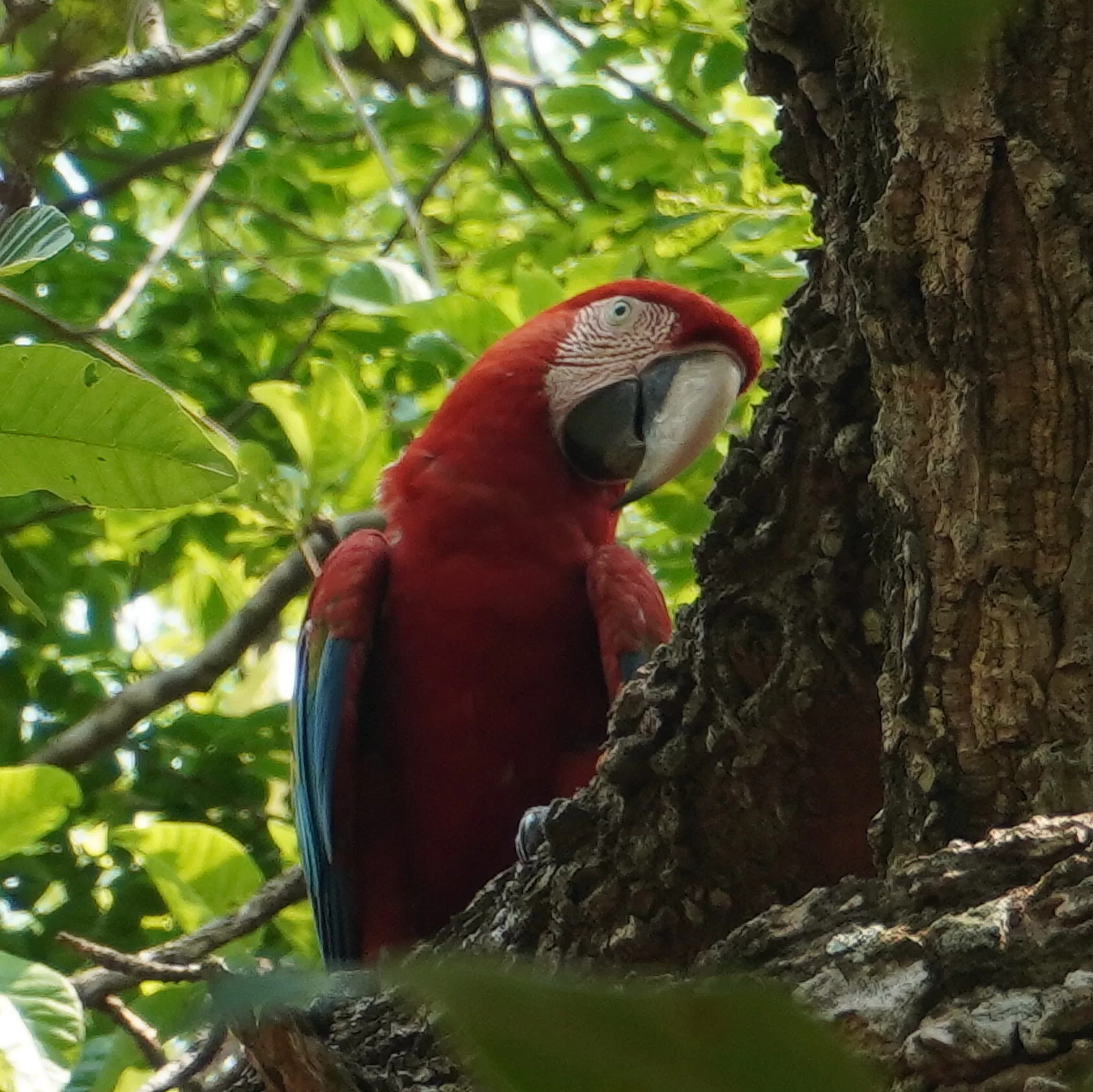 Macaw sitting on top of a tree