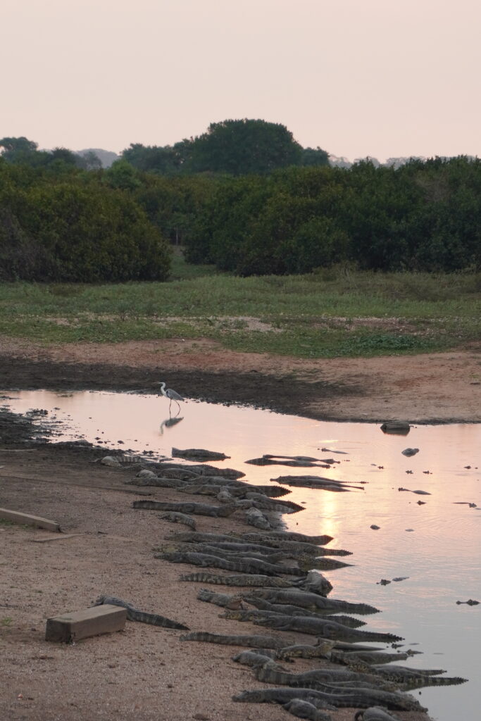 Caimans hanging out by a pond in the transpantaneira