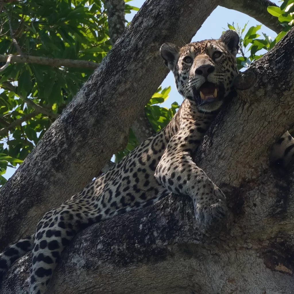 Jaguar laying on top of a tree in Porto Jofre