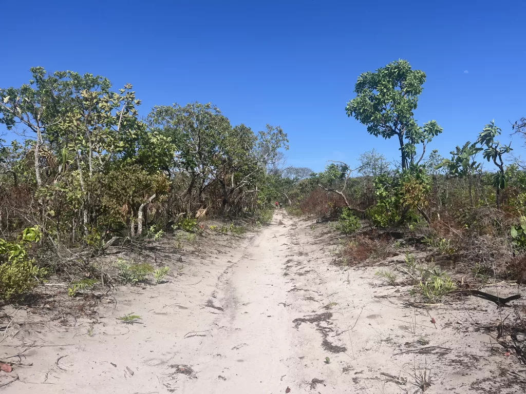 Hiking trail through the Brazilian Savannah (cerrado), where the environment is dry and plants are very short.