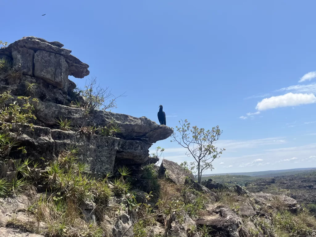 Vulture on top of a stone on the summit of Morro de São Jerônimo