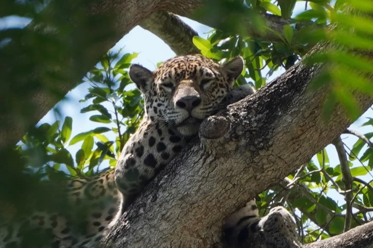 Full guide to Porto Jofre: Jaguar tours in Brazil’s Pantanal