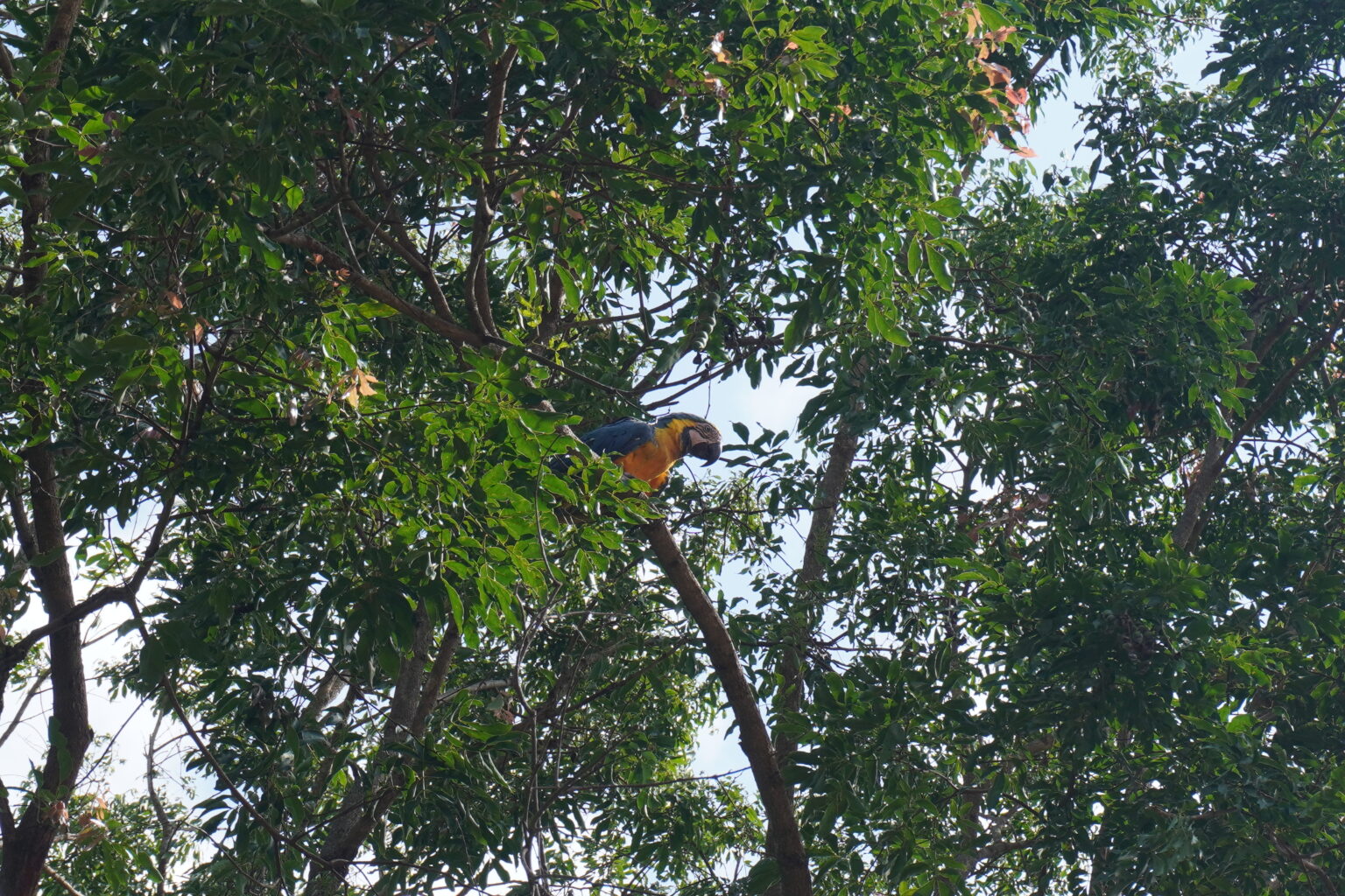 Blue and Yellow macaw (arará canindé) standing on a tree