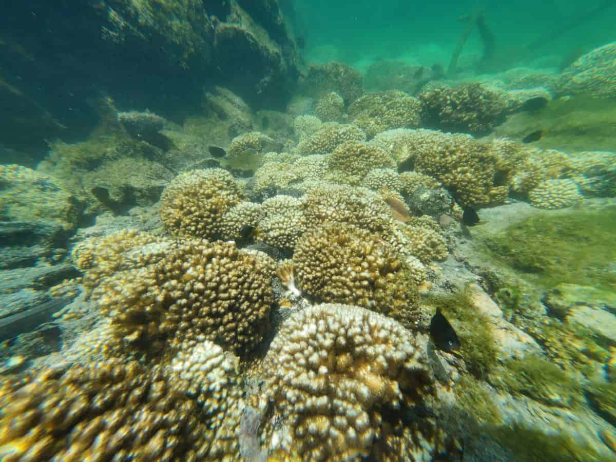 Underwater shot of small corals in concha de perla