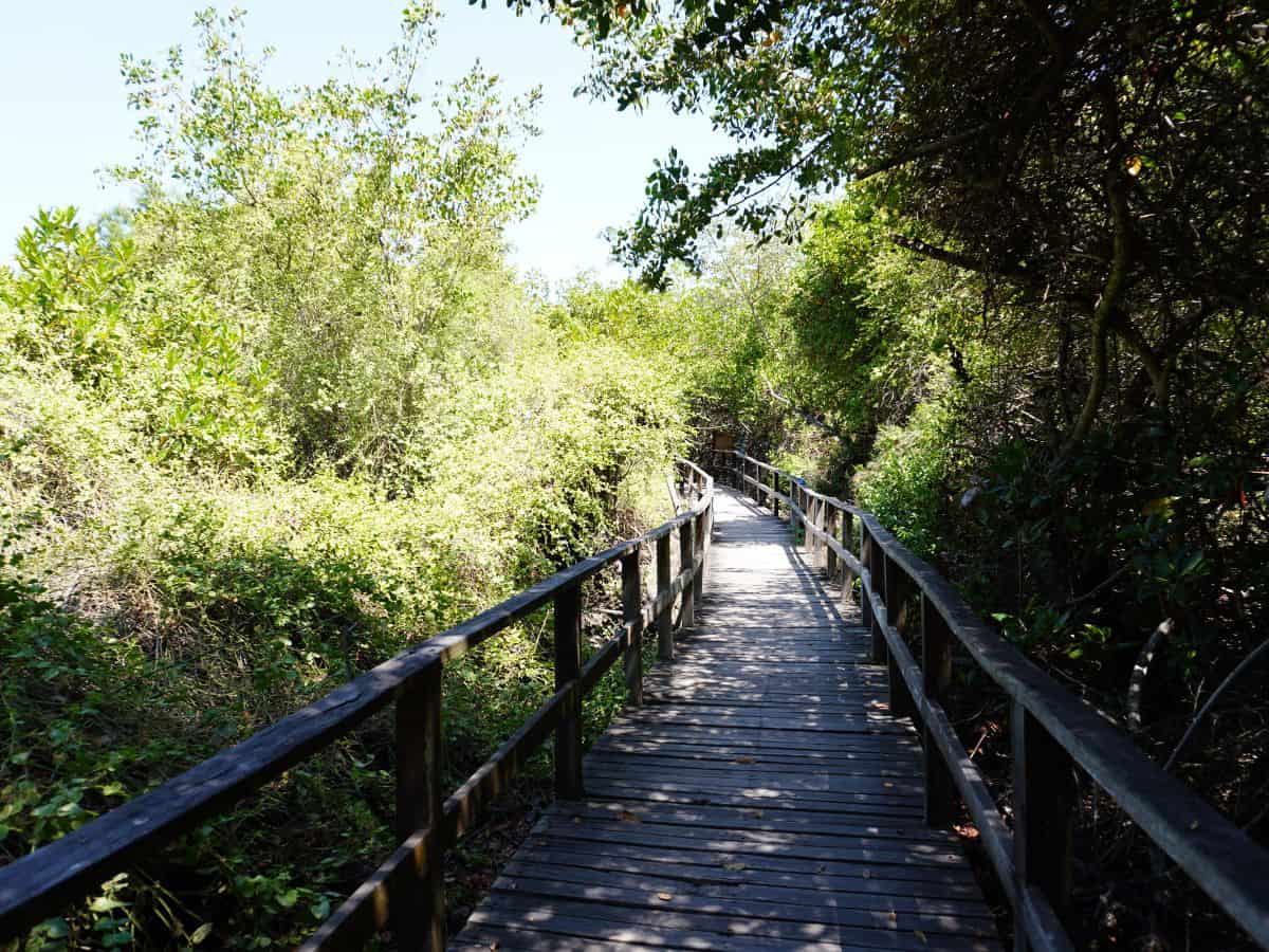 Well maintained and wide wooden trail leading to the snorkeling site in Concha Perla. The trail is surrounded by rich mangrove greenery.