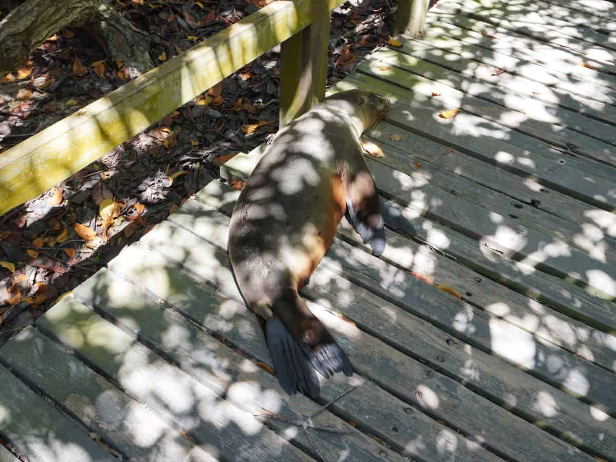 Sea lion sleeping in the wooden trail leading to the concha de perla snorkeling site.