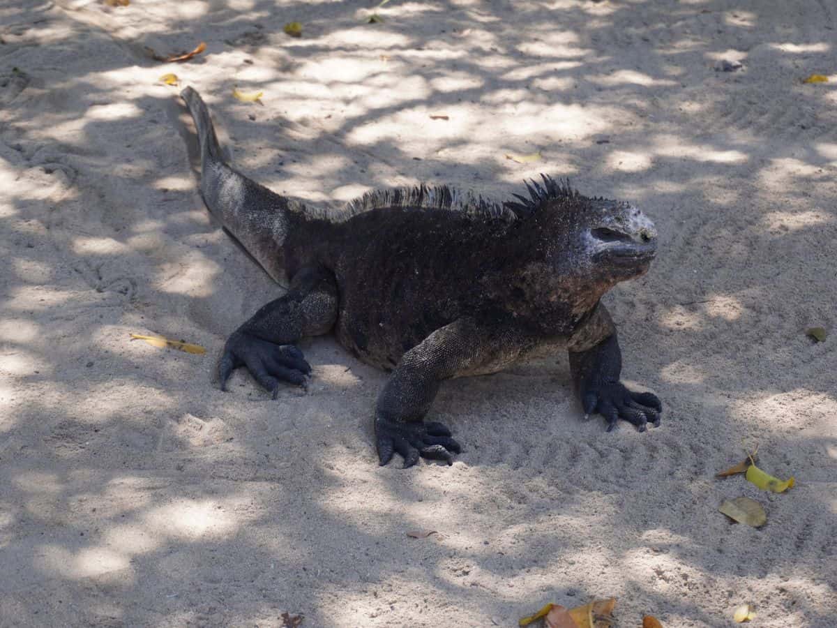 Marine Iguana standing in the sandy area by the entrance of the Concha de Perla trail.