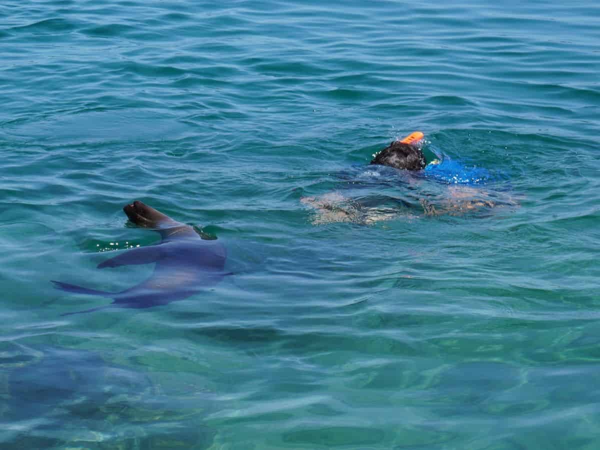 Child snorkeling and playing with a sea lion in Concha Perla