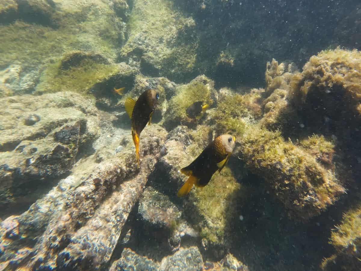 Two small tropical fishes swimming near volcanic rocks in Concha de Perla.