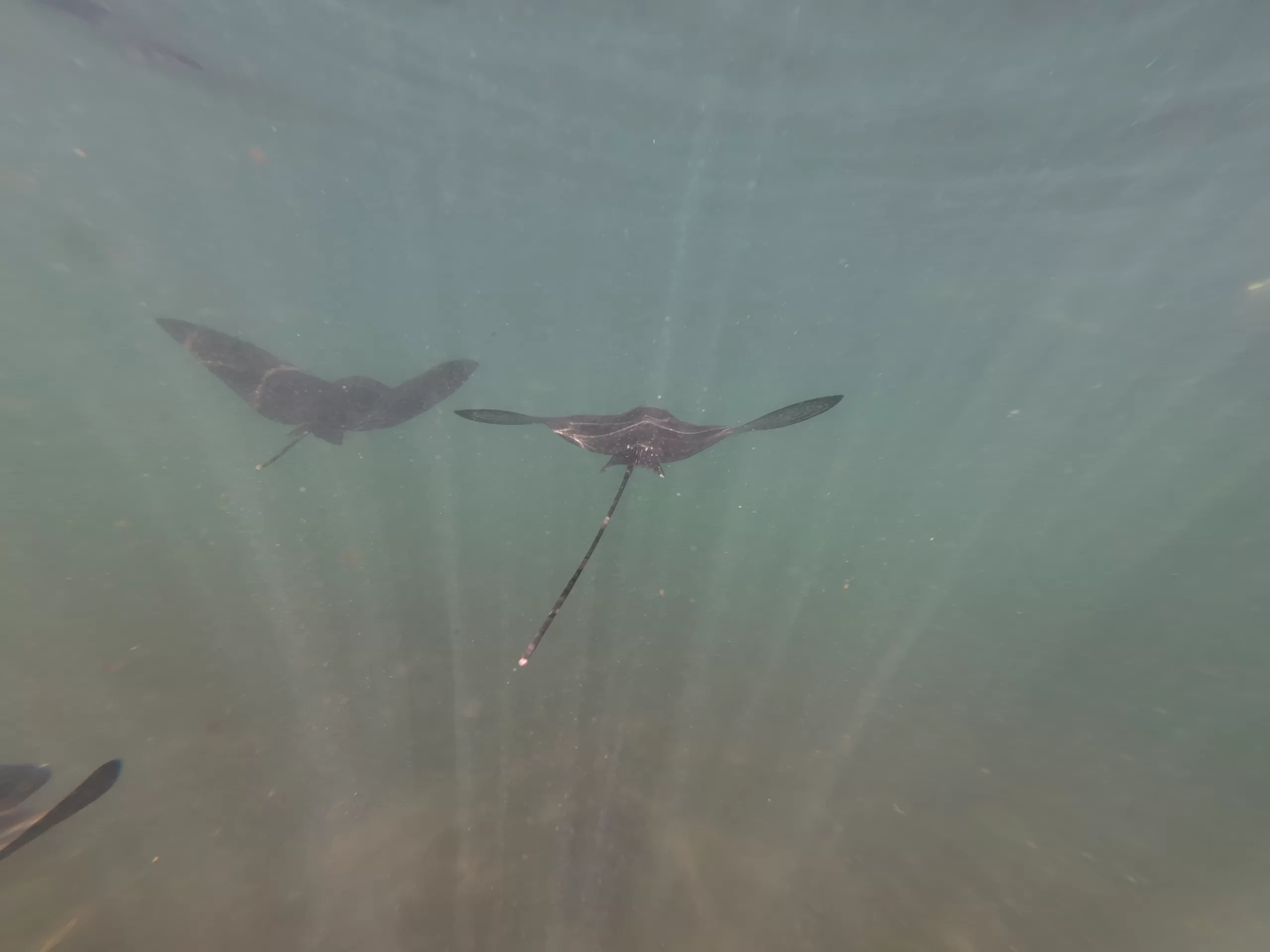 Baby eagle rays swimming in circles during the Los Tuneles Tour in Isabela, Galapagos