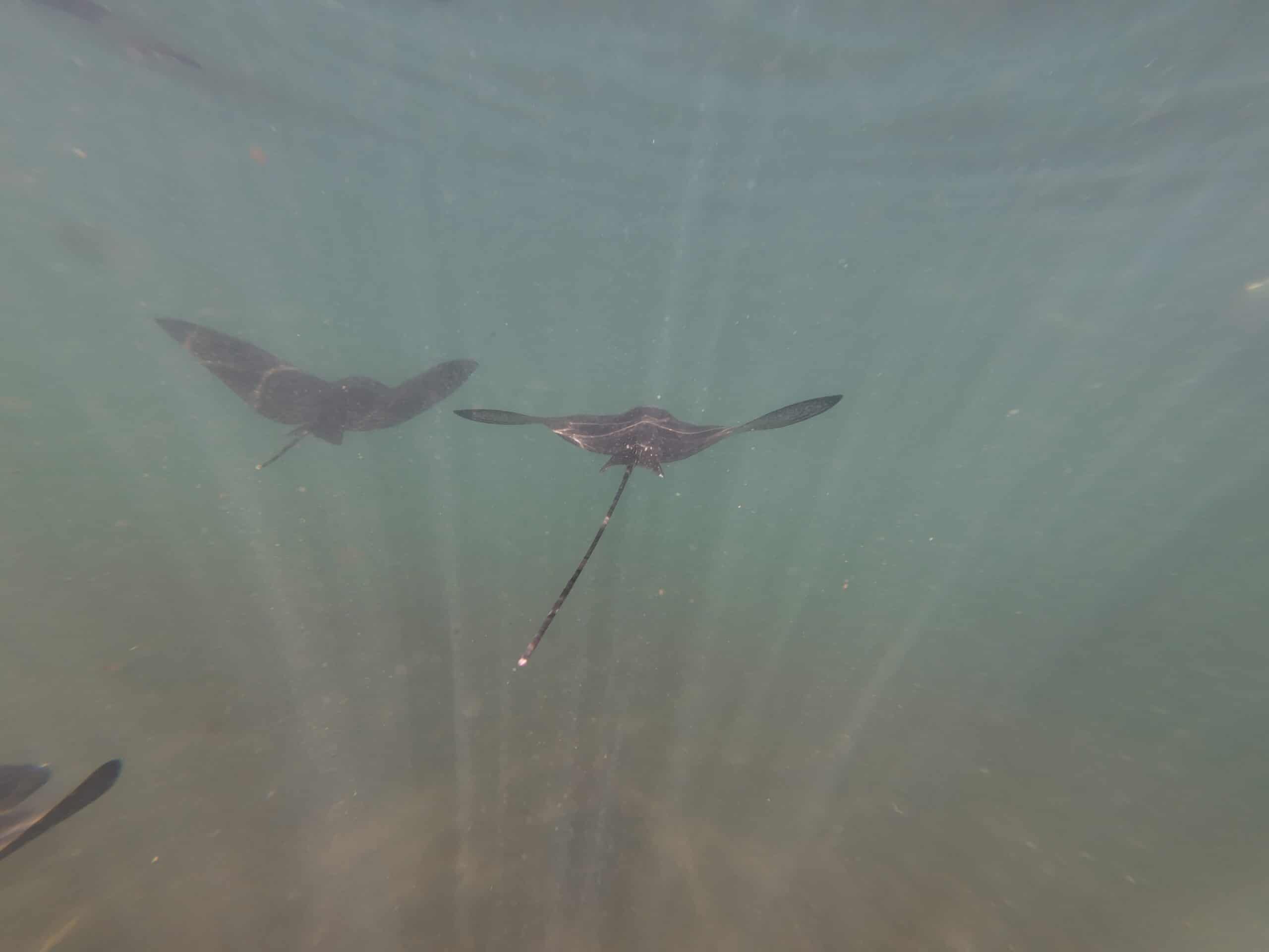 Baby eagle rays swimming in circles during the Los Tuneles Tour in Isabela, Galapagos