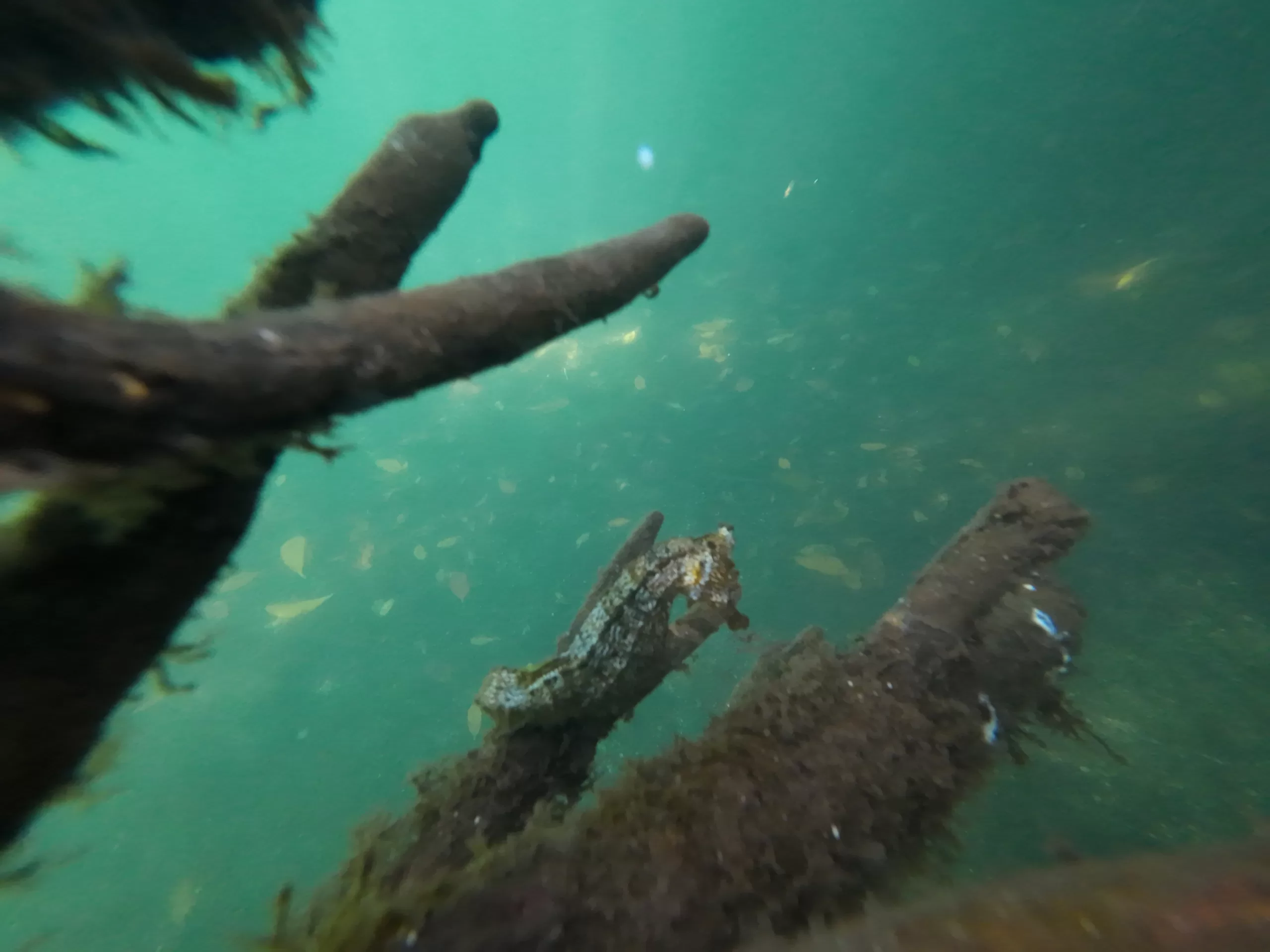 Sea horse holding onto mangrove branch. The seahorse is light orange and white.