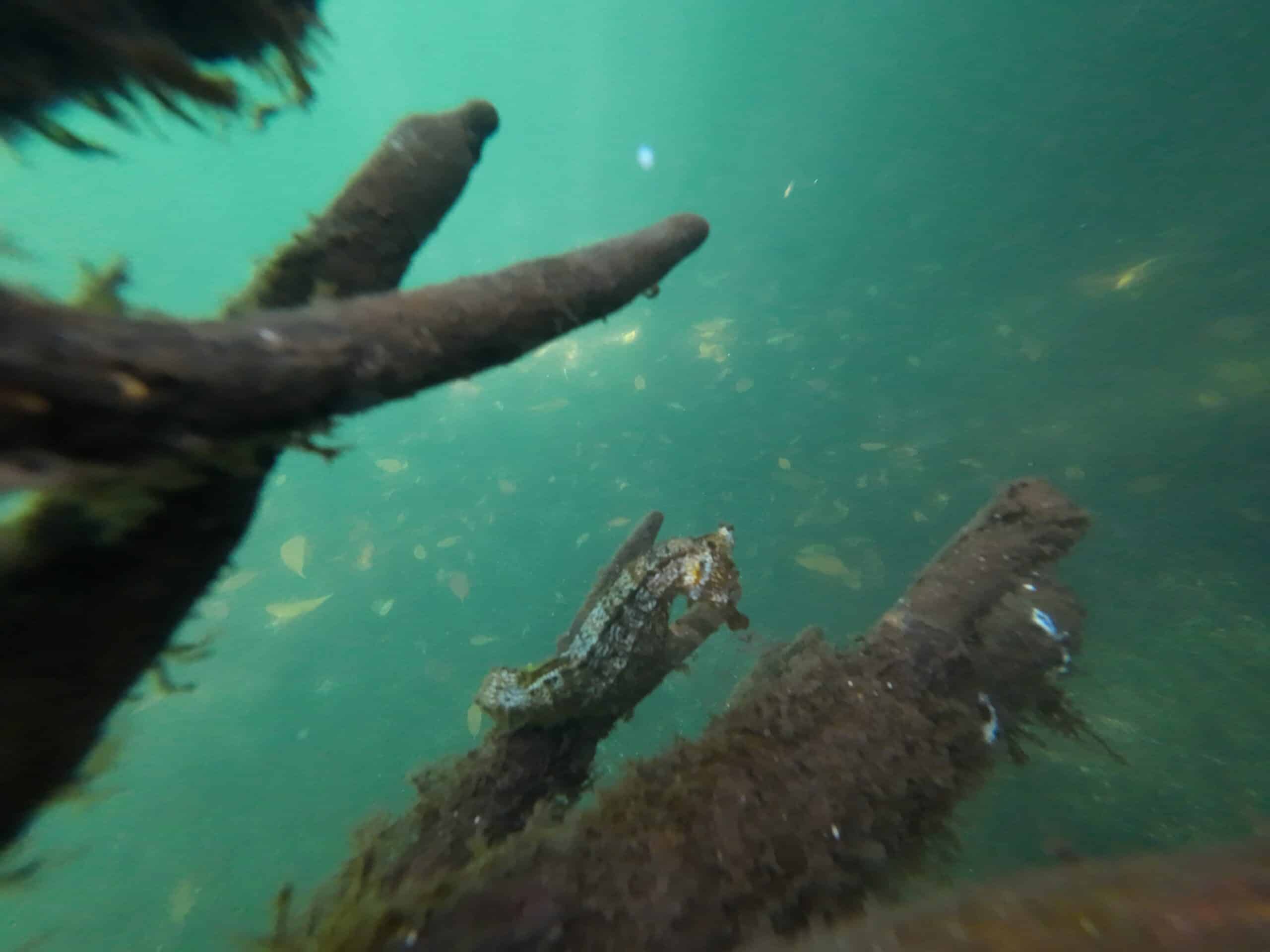 Sea horse holding onto mangrove branch. The seahorse is light orange and white.