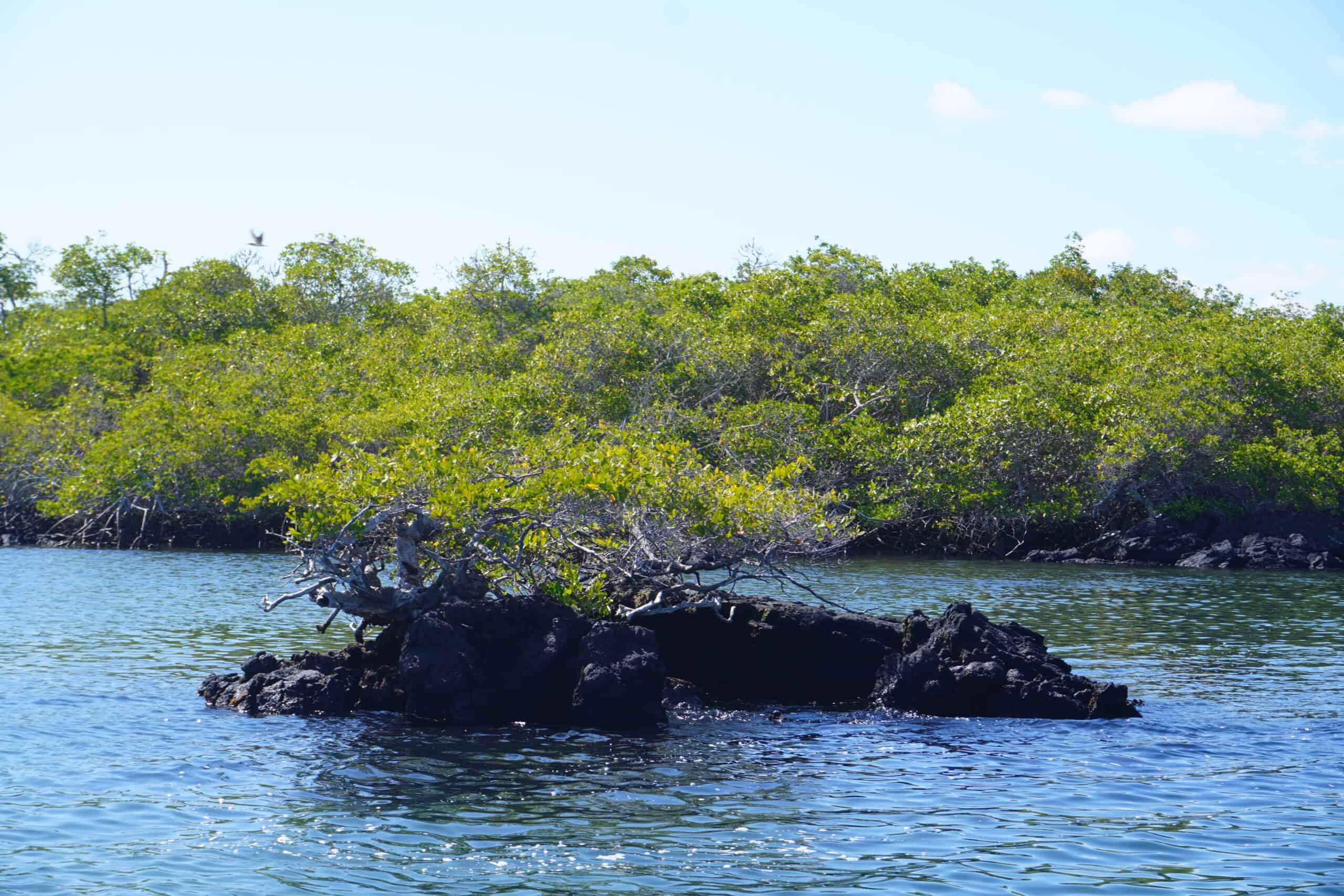 Mangrove with lush greenery growing on top of black volcanic rock by the blue ocean.