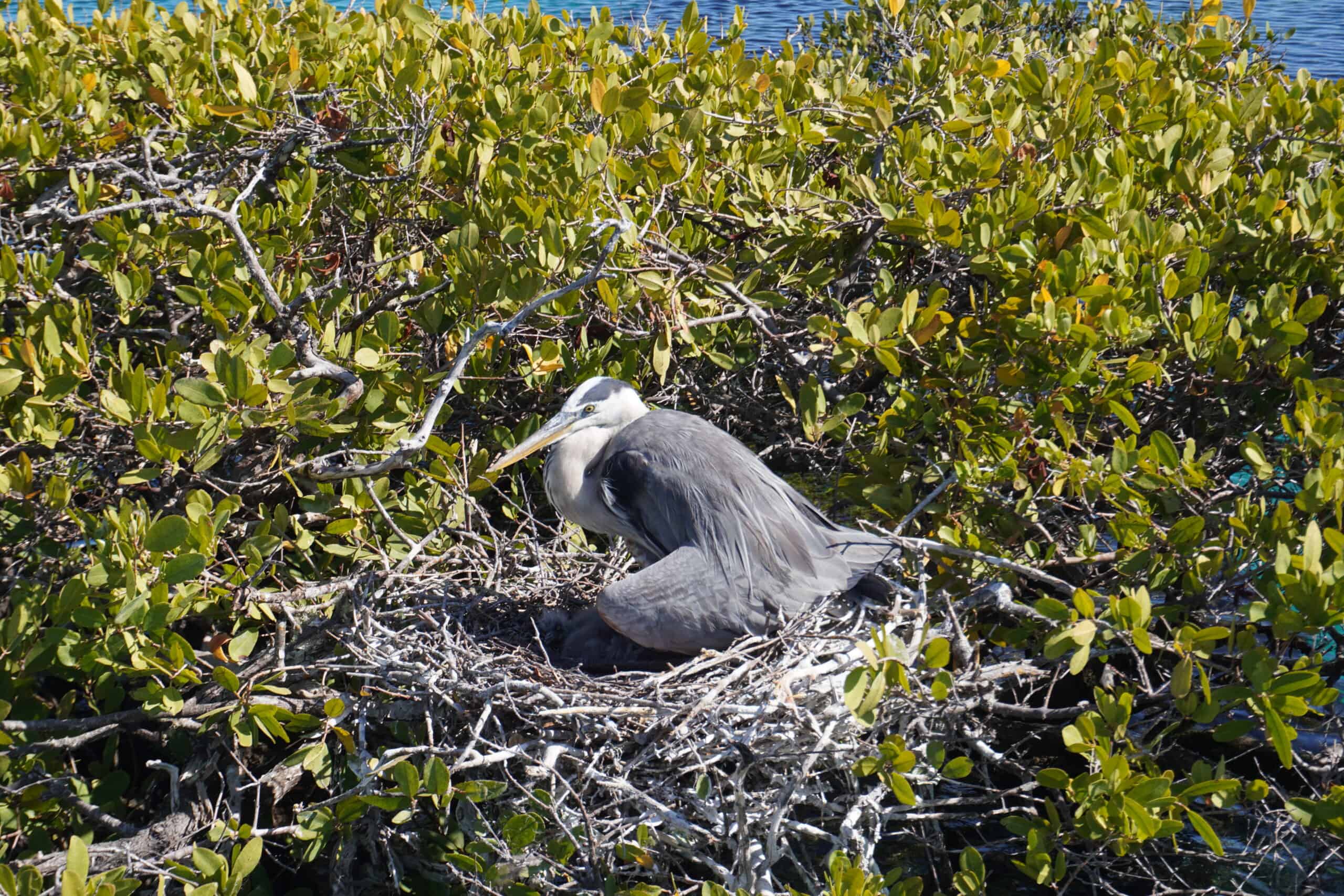 Bird in its nest with a small baby inside. The nest is located on top of a mangrove tree.