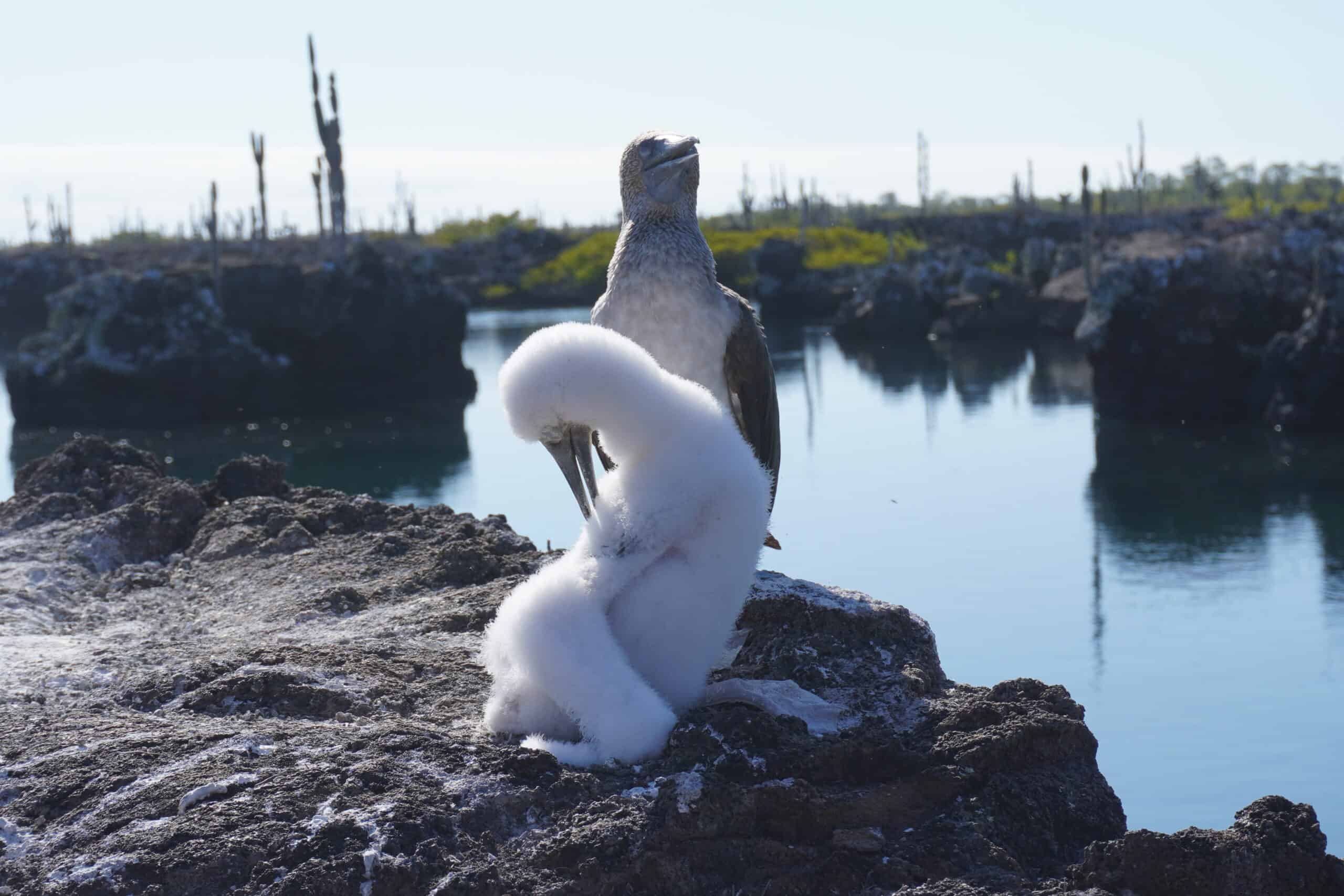Dad and baby blue footed boobie. The baby has only white feathers, and it is using its beak to pick on them!