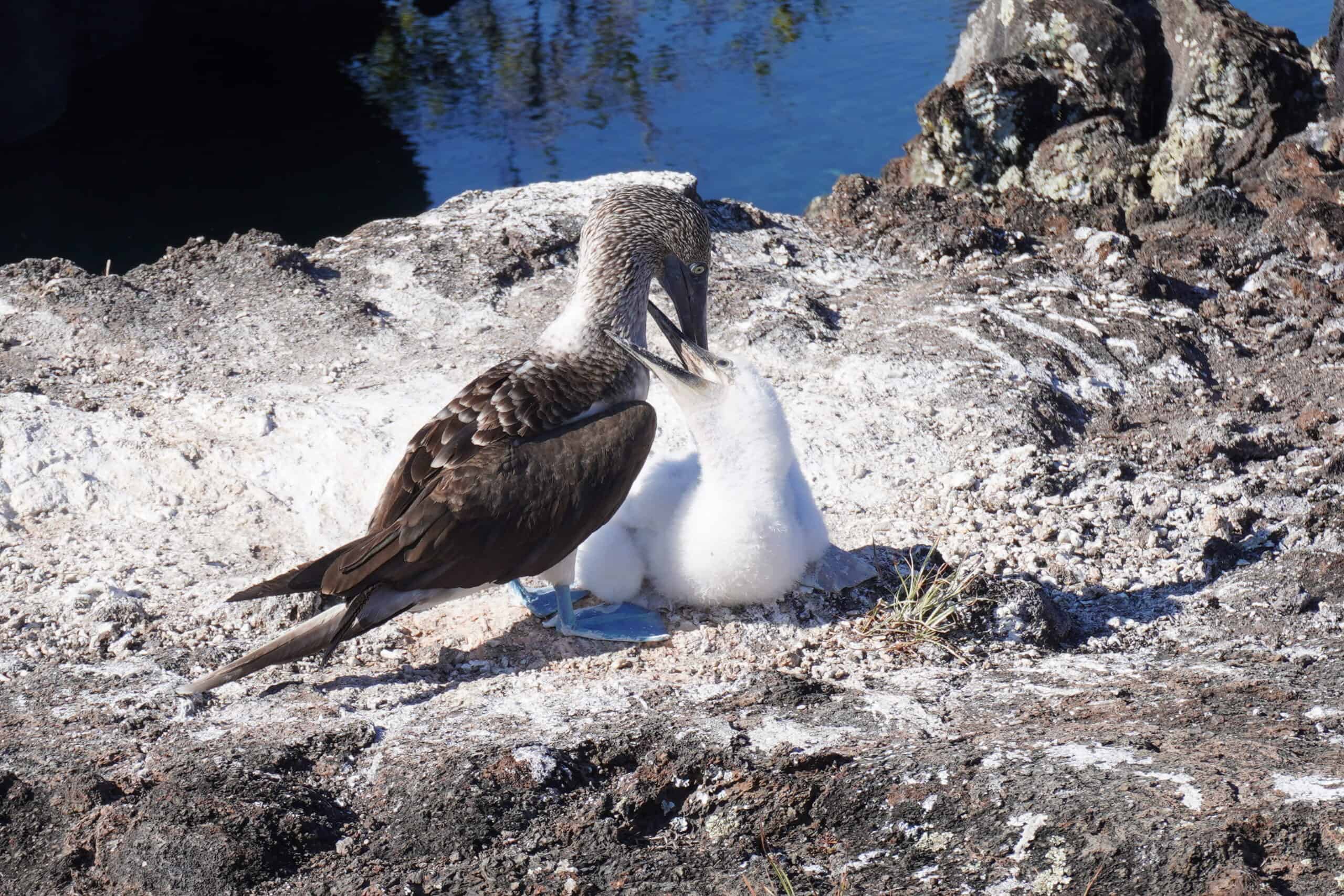 Adult male blue footed boobie standing next to a blue footed baby. The baby is about 30 days old and almost the same size as the dad. The baby is biting the dad's neck.