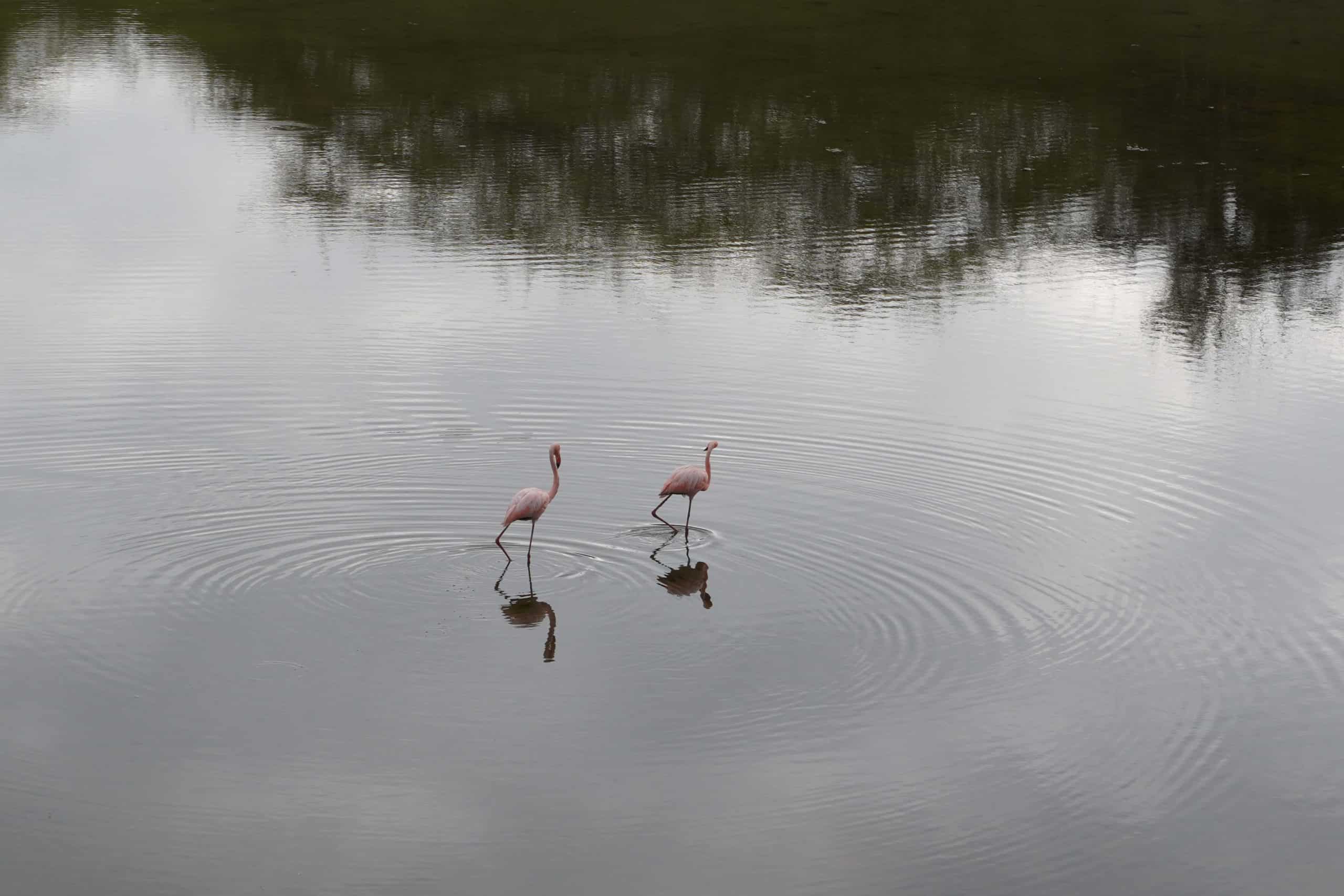 Close up of two Galapagos flamings walking through the dark-green lake on the way to Sierra Negra Volcano in Isabela