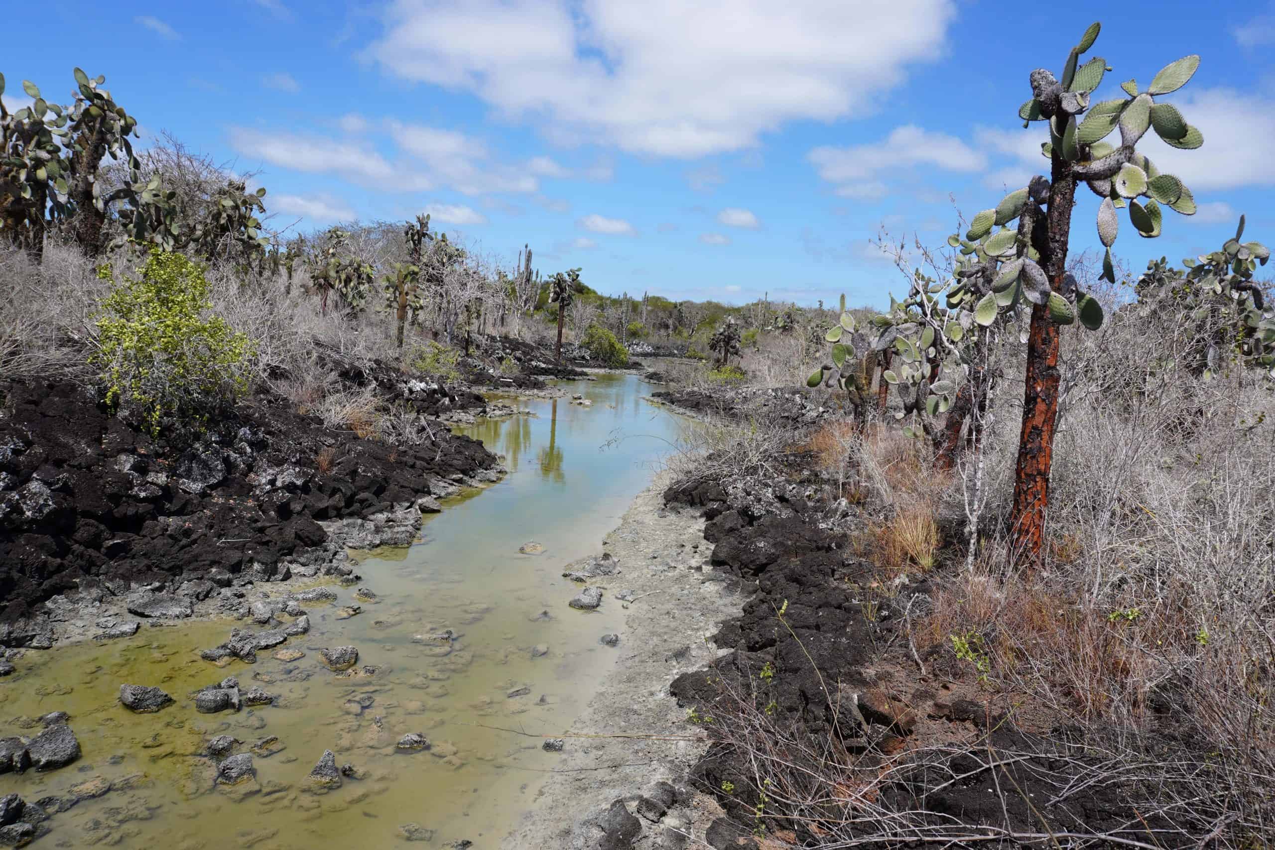 Dry volcanic landscape with giant cactuses and a body of water.
