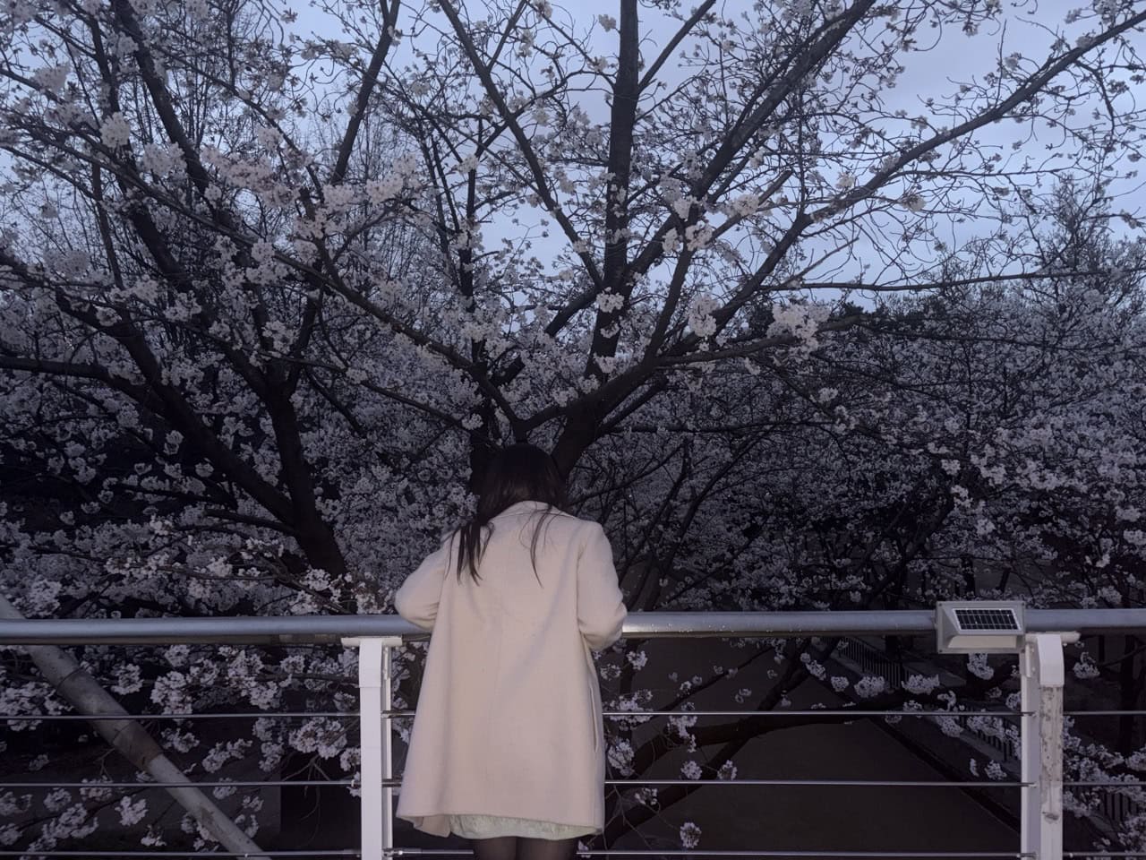 Girl looking a at cherry blossom trees at Seoul Forest