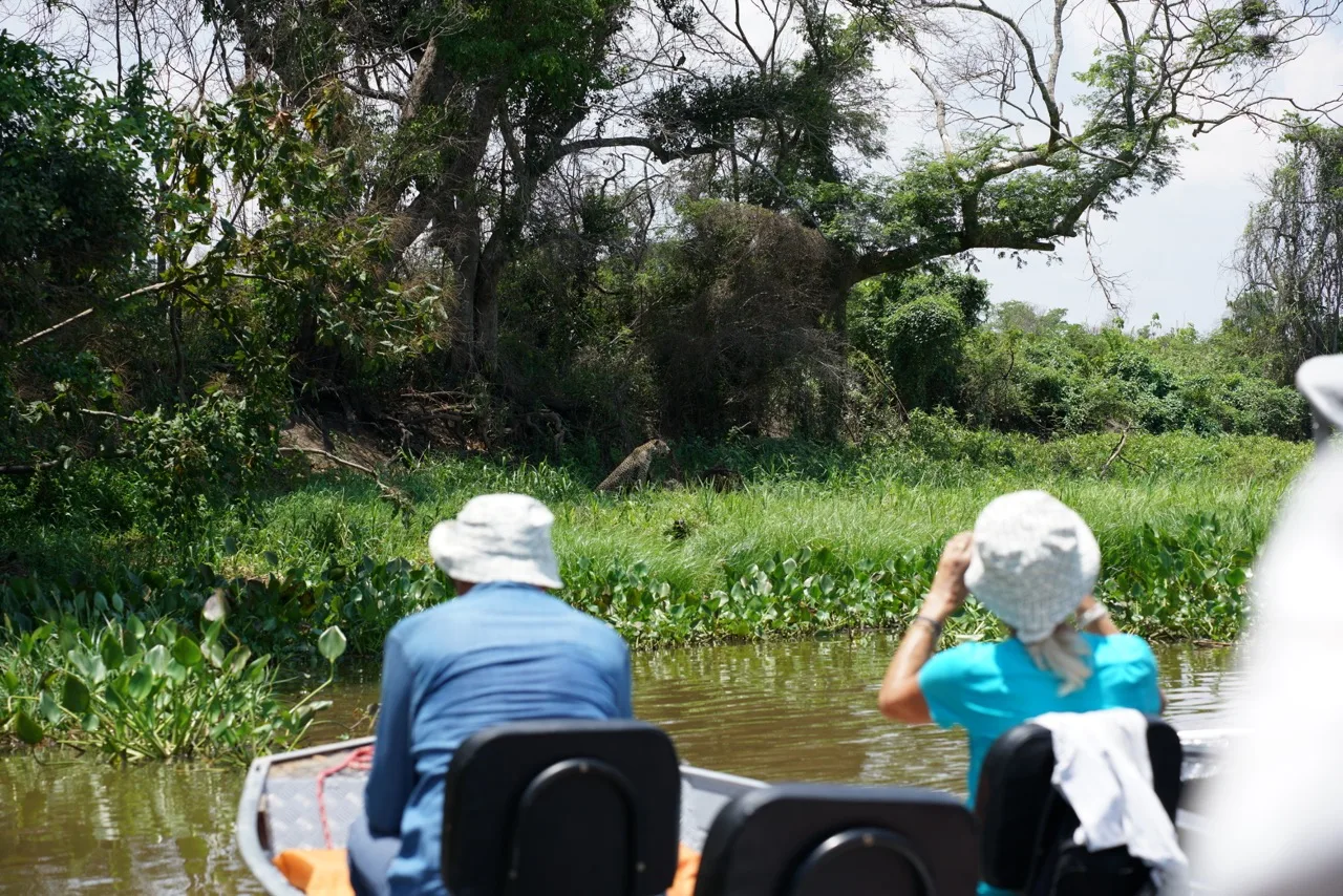 Two tourists in a boat taking a picture of a jaguar during a boat safari in Porto Jofre, Pantanal, Brazil