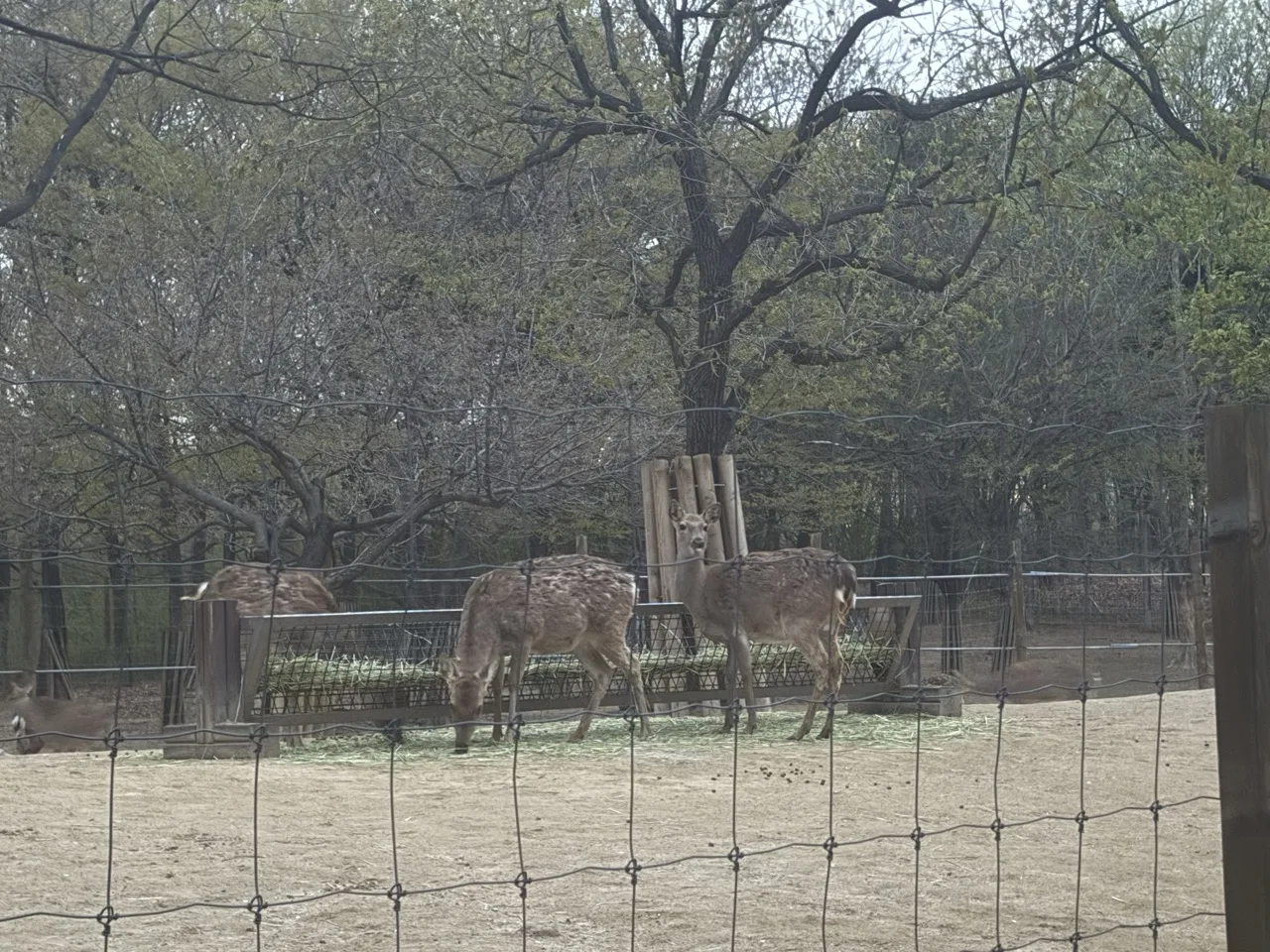 Three deers hanging out in a designated area at Seoul Forest