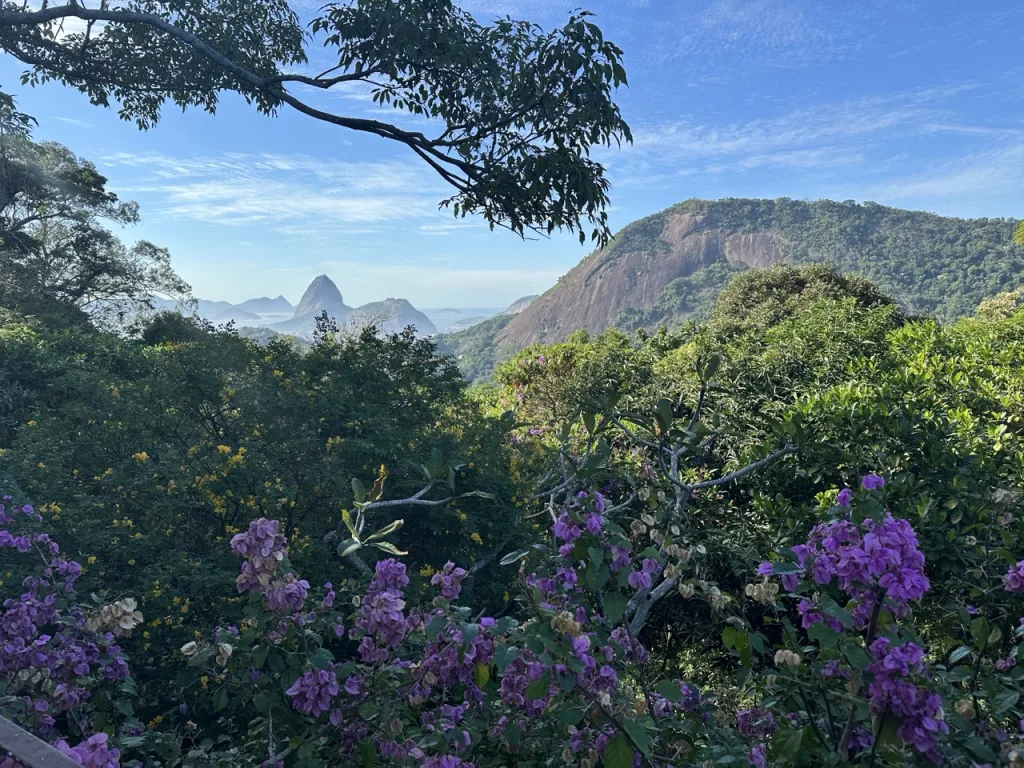 Landscape view as seen from Santa Teresa. The view is of sugarloaf mountain, surrounding mounts, and beautiful tress with violet flowers in a clear day.