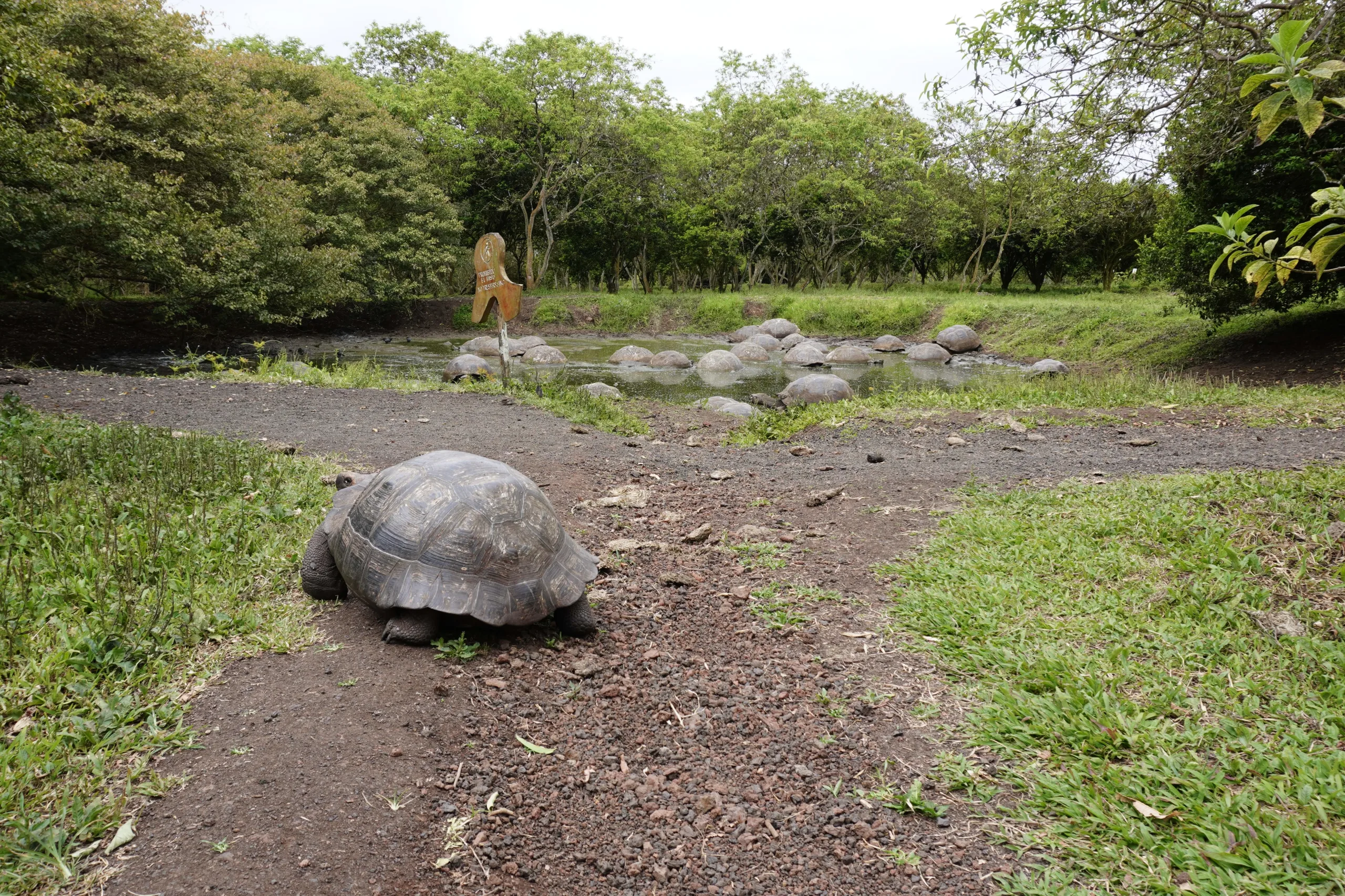 Giant tortoise walking along trail during the Highlands Tour. A pond filled with with over 10 giant tortoises can be seen in the back!