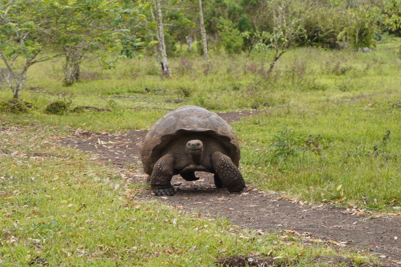 Up close view of a giant Galapagos tortoise walking along a walking trail.