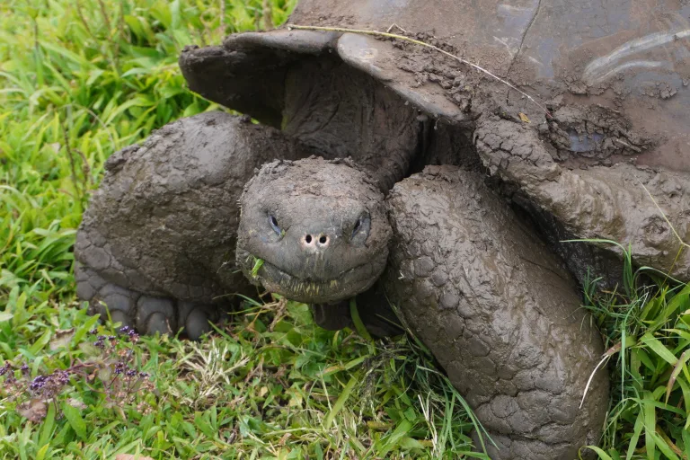Is the Highlands Tour in Santa Cruz, Galapagos worth it?