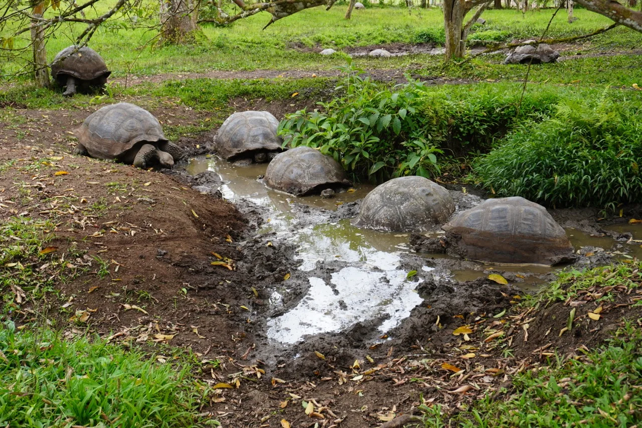 Five giant Galapagos tortoises inside a muddy puddle