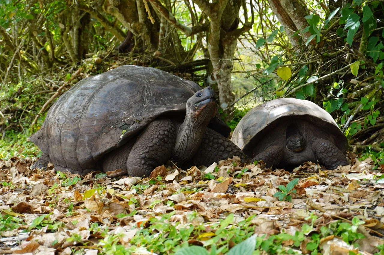 Two Galapagos giant tortoises in their natural environment as seen in the Highlands Tour in Santa Cruz