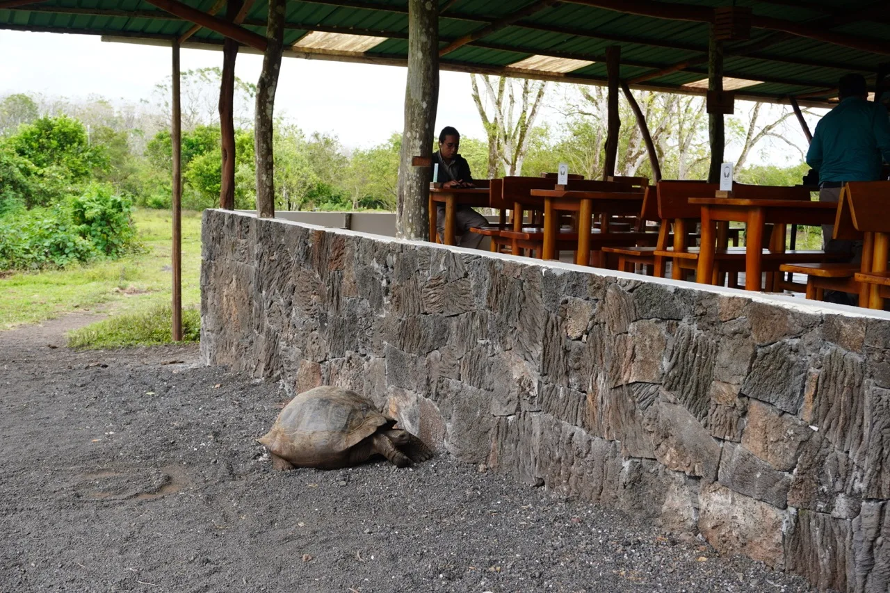Giant tortoise roaming free by the wall of the waiting are in the ranch