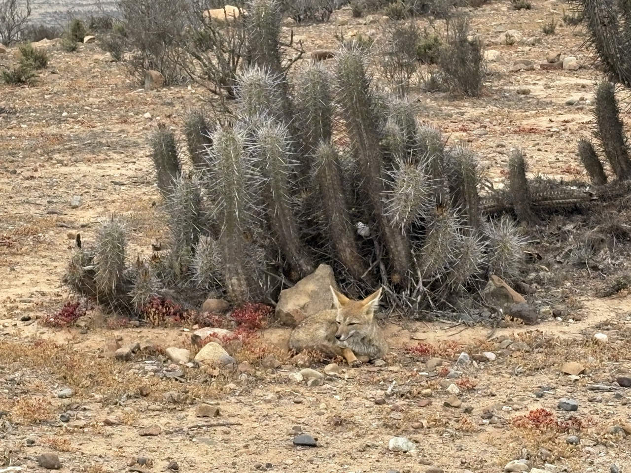 South American Gray Fox sitting in front of a bush of cactuses in the Los Choros area in the Atacama