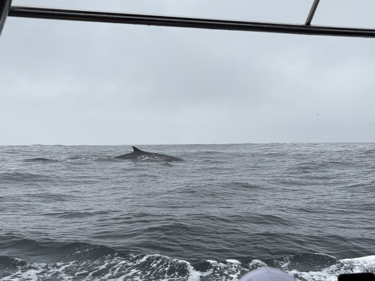Fin whale swimming in the ocean. Only the top part of the whale's fin is visible.