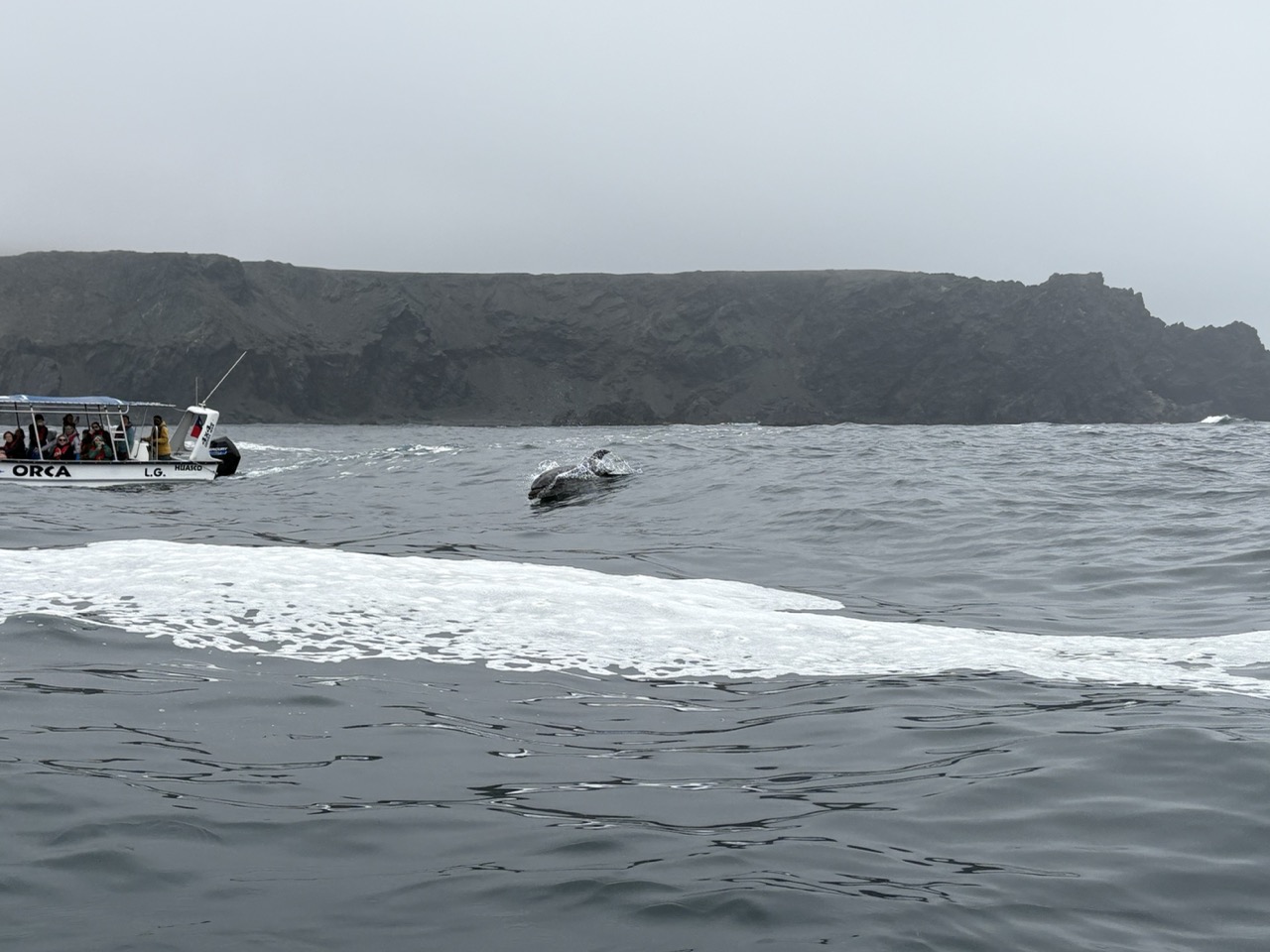 Two dolphins surfing a wave near Chanaral Island. A tourist boat is shown looking into the dolphins.