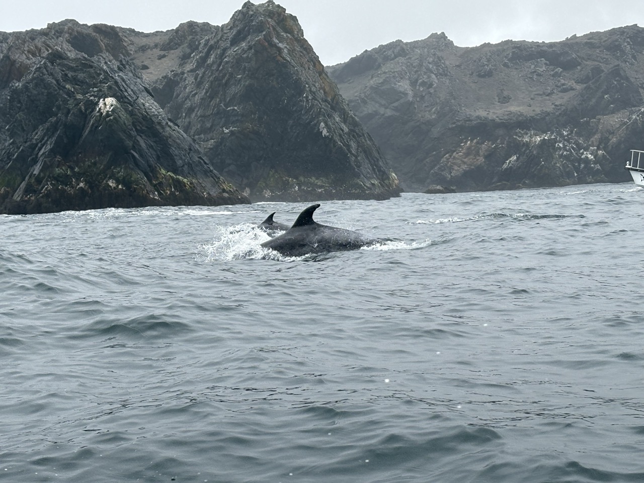 Two dolphins swimming in the ocean. The landscape behind the dolphina is rocky and beautiful.