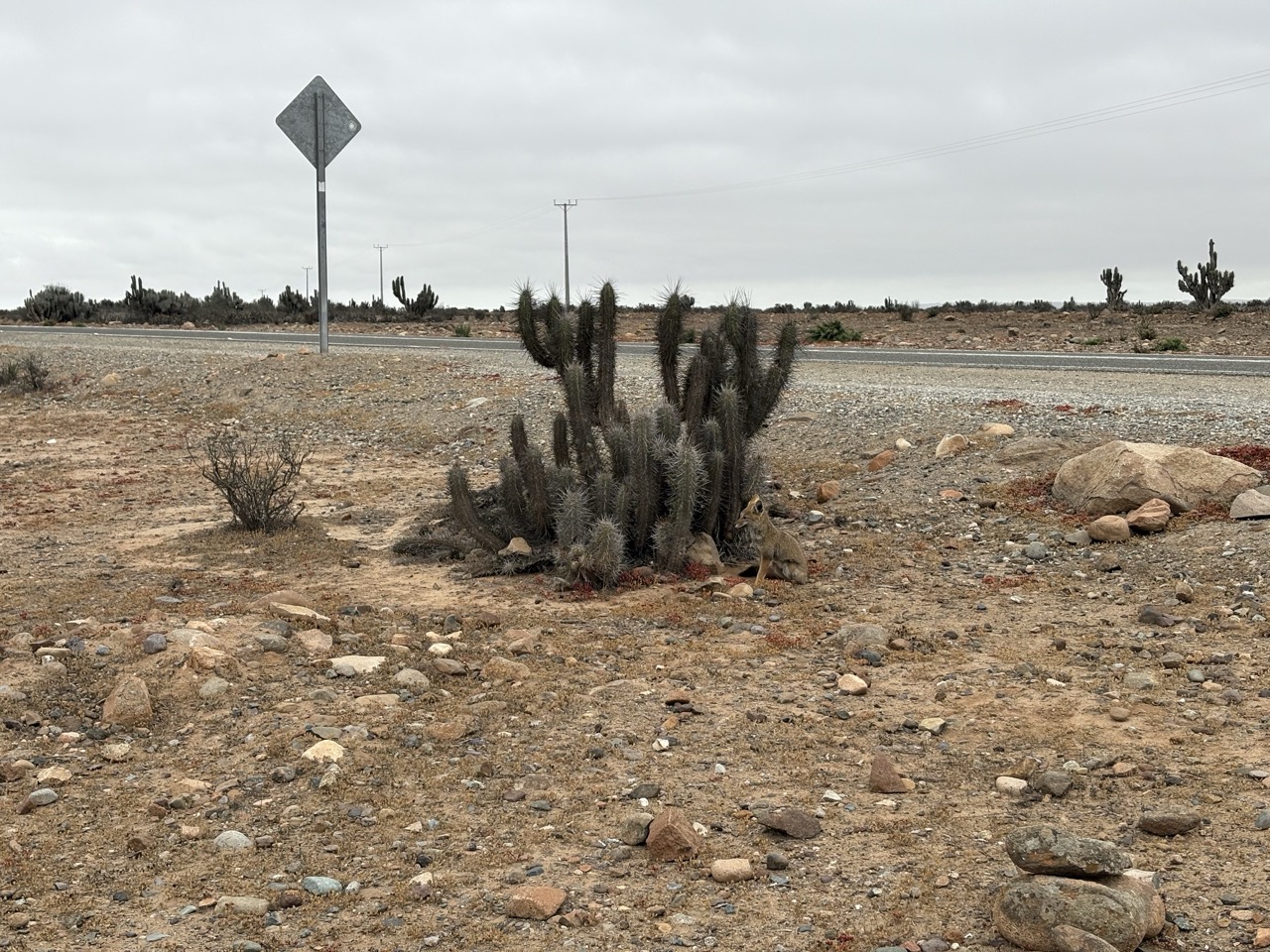 Fox sitting next to a cactus plant off the side of the road in the Los Choros area of the Atacama Desert