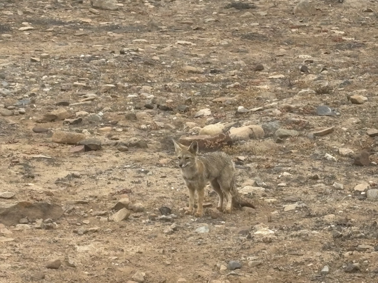 South American Gray fox standing in the dry Atacama soil. The fox is almost camouflaged in the environment.