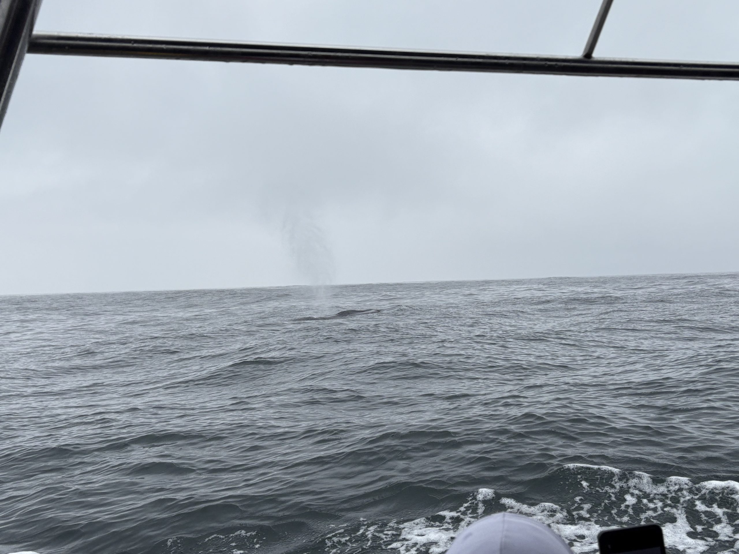 Fin whale swimming in the ocean and blowing a cloud of mist