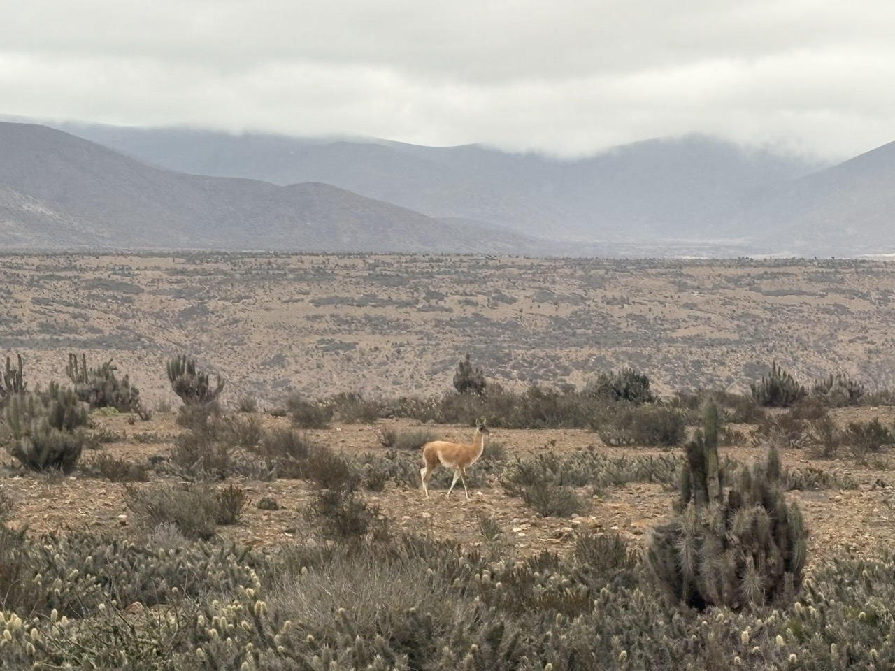Guanaco walking around the Los Choros area of the Atacama desert. The environment is dry but has a lot of bushes and cactuses.