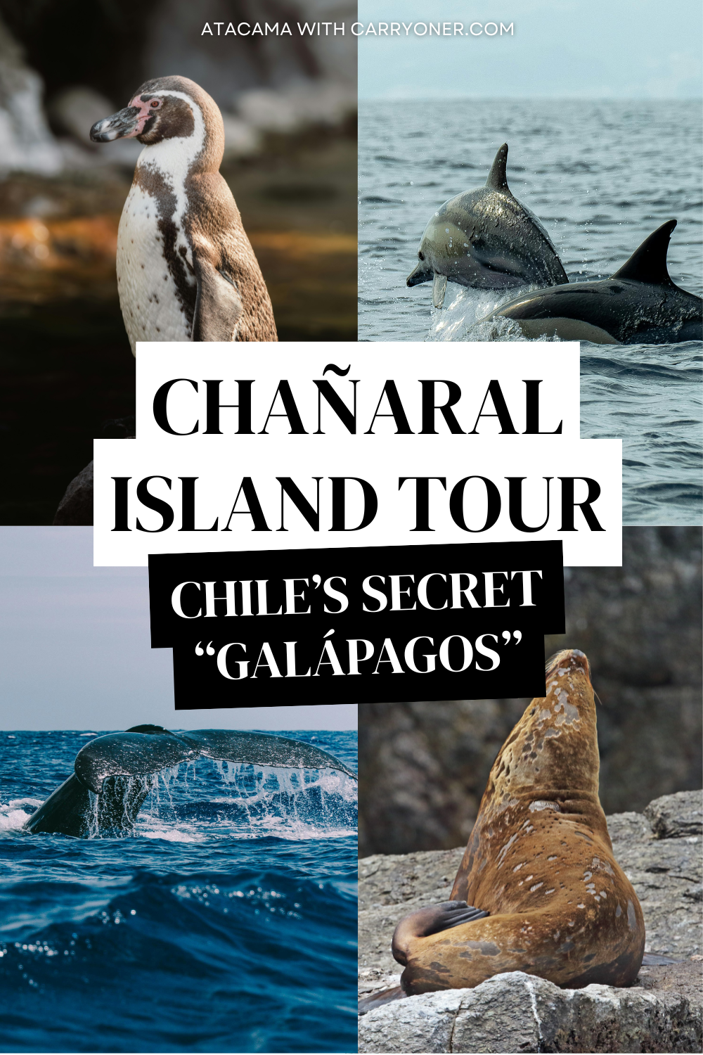 Pictures of a penguin, dolphins, whale, and sea lion with the "Chanaral Island Tour: Chile's secret 'Galapagos'" overlay text