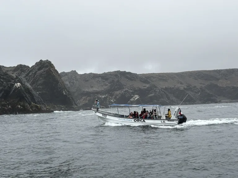 Is the Whale Watching Tour from La Serena Worth It?